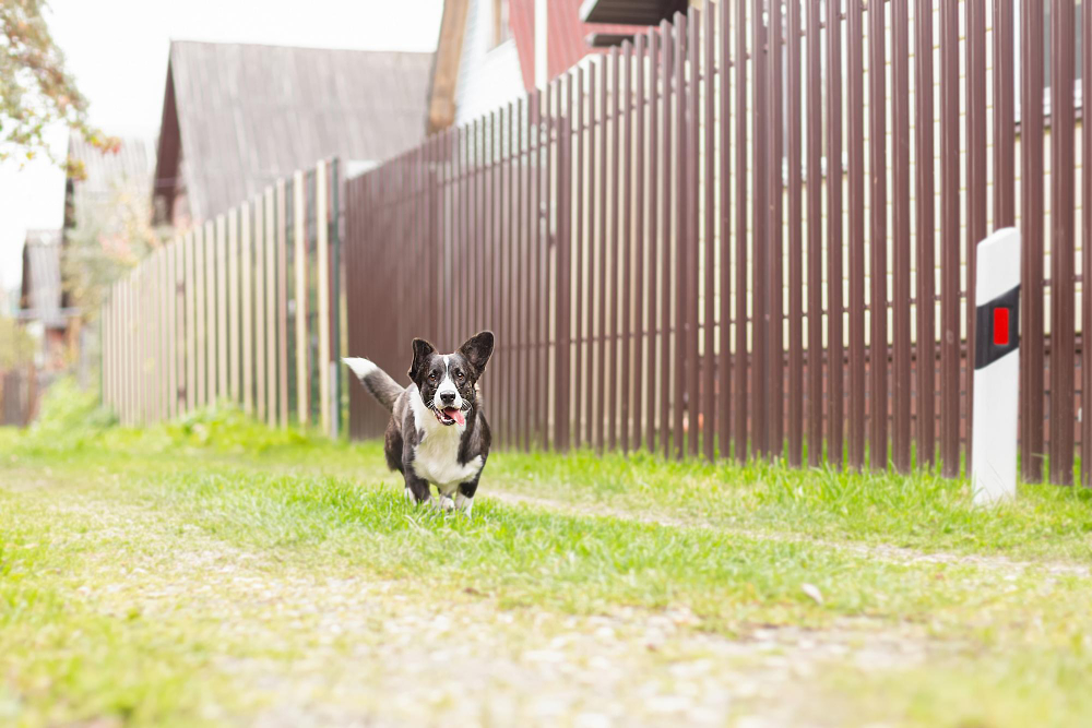 The Best Fencing Types for Canine Safety