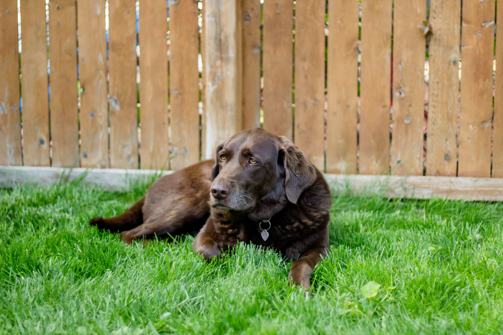 How to Keep Your Fence Strong After Damage by Dogs and Prevent Future Issues