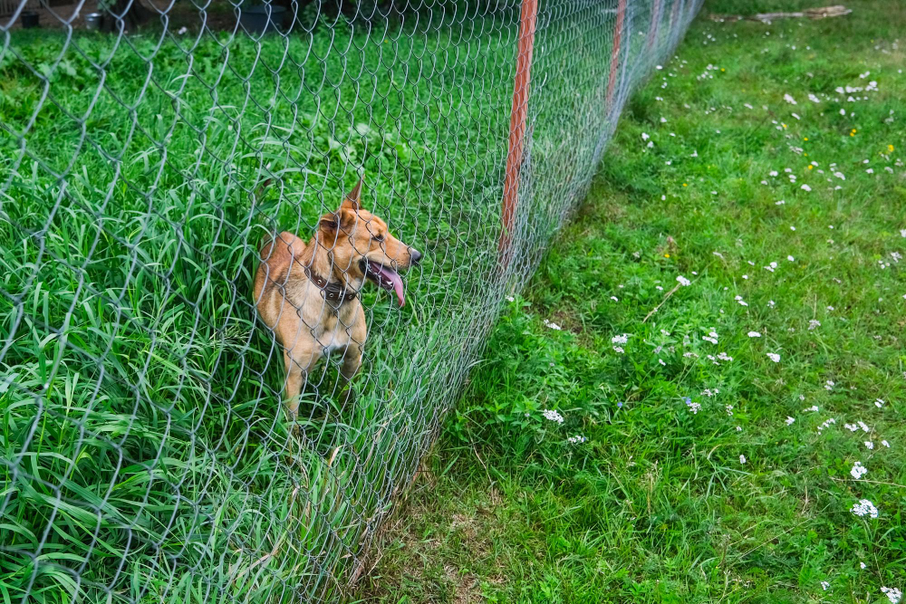 Fencing Tips for Pet Owners in Jacksonville, FL