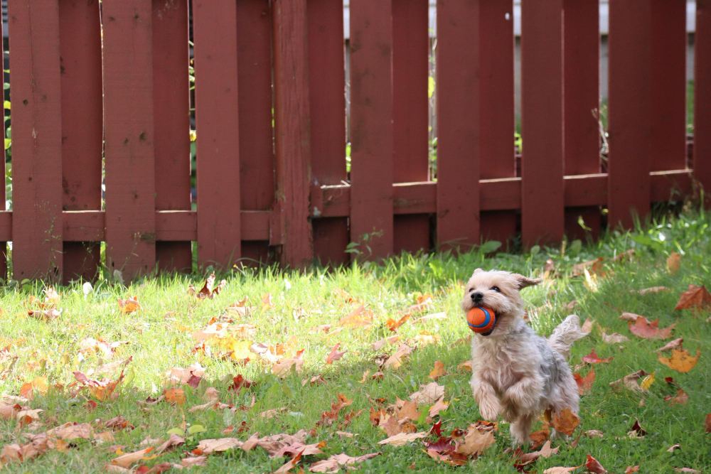 Picking the Best Fence for Your Dog