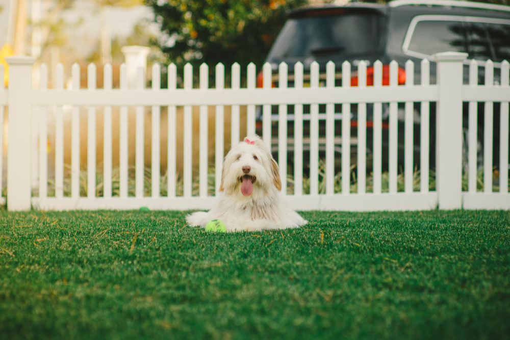 Great Fence Options for Your Dog