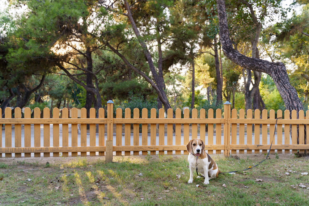 Why You Should Invest in a Dog Fence